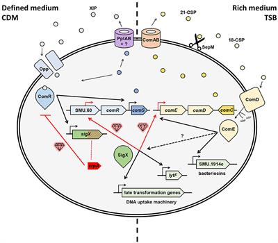 Hidden Gems in the Transcriptome Maps of Competent Streptococci